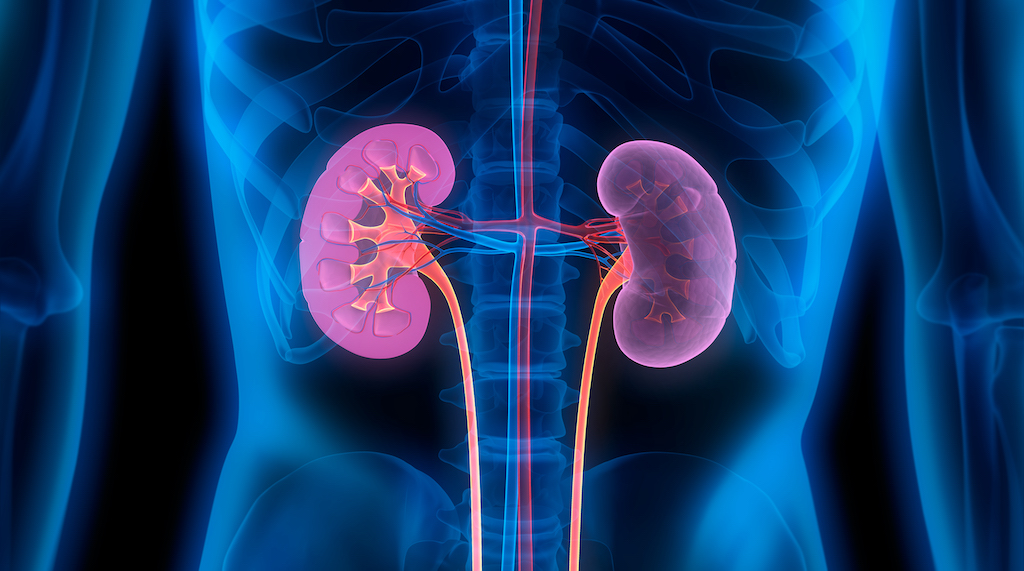 10 Everyday Habits That Help Safeguard Your Kidney Health